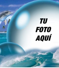 Collage Para Dos Fotos En Forma De Corazon Y Delfines Saltando Fotoefectos