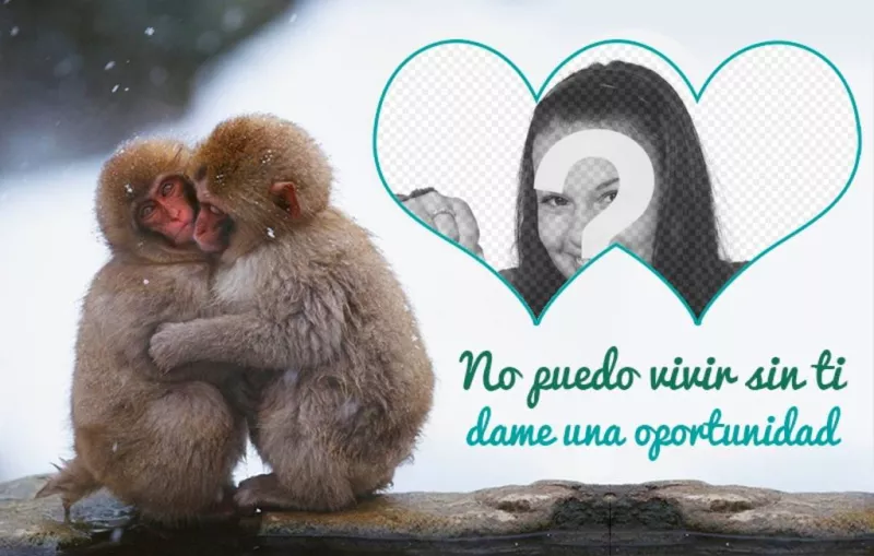 Collage De Amor Con Dos Macacos Fotoefectos 7278